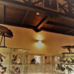Museo ornitologico Barone Mendola Favara